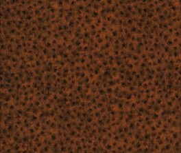 CountingKittensBrunepoter-20