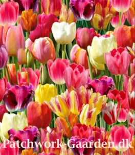 TulipFarmTulipaner-20