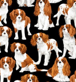 CavalierKingCharlesSpaniel-20