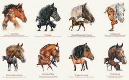 HorseBreeds-20