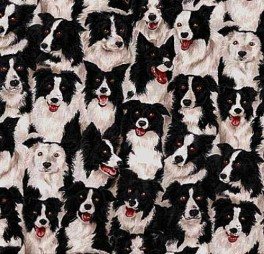 BorderColliehunde-20