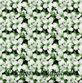 DogwoodLaneSortmmellemstoreblomster-20