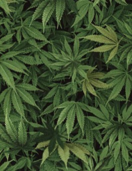 NatureGreenCannabisLeaf-20