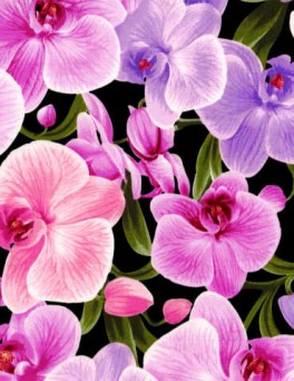 OrchidsStoreOrchideBlomster-20