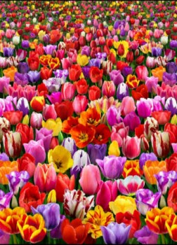 DigitalGardenTulips-20