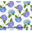 Hydrangea Birdsong : Hortensia