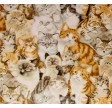 Petpourri - Katte