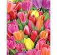 Spring : Tulipaner
