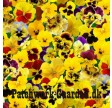 Lovely Pansies : Gule stedmoder blomster