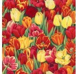 Tulips : Tulipaner