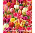 Tulip Farm : Tulipaner