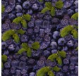 Yummy : Blåbær - 147 cm bredt