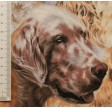 NEDSAT : Best of Show : Packed Spaniels