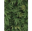 Nature Green : Cannabis Leaf