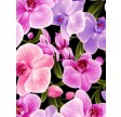 Orchids : Store Orchide Blomster